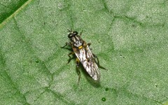 Solva marginata