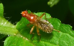 Norellisoma spinimanum