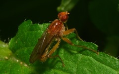 Norellisoma spinimanum