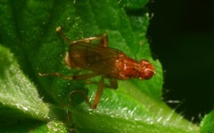 Norellisoma spinimanum