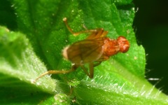 Norellisoma spinimanum