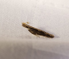 Hypatima spathota