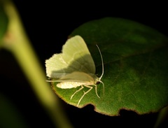 Idiochlora minuscula
