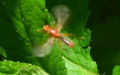 Norellisoma spinimanum