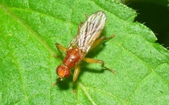 Norellisoma spinimanum