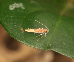 Labdia semicoccinea