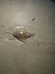 Citharichthys spilopterus