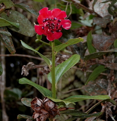 Cavendishia adenophora
