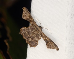 Monobolodes prunaria