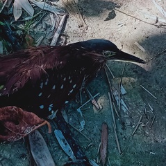 Nycticorax caledonicus