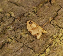 Neocalyptis liratana