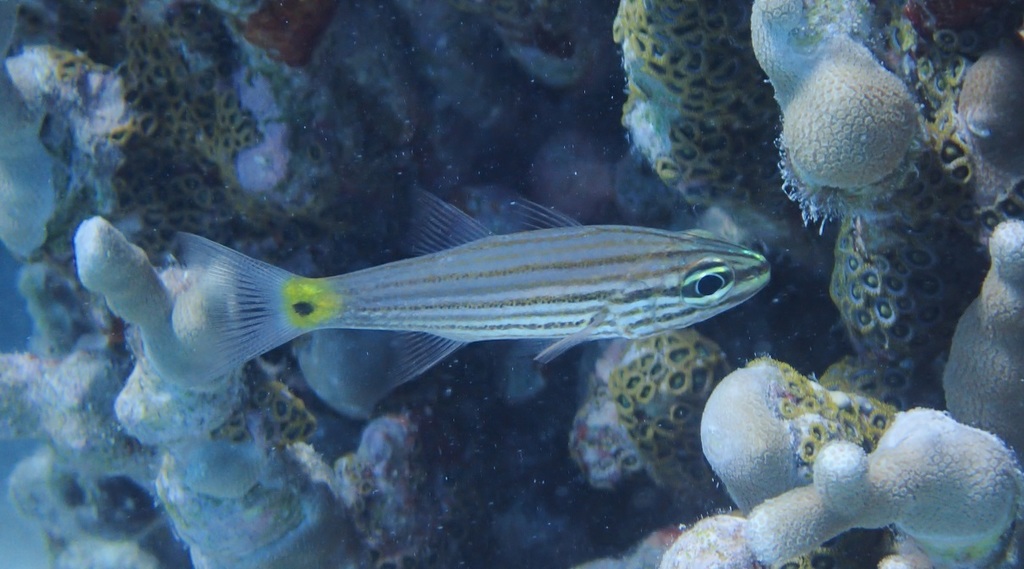 Wolf cardinalfish