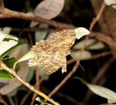 Racotis boarmiaria