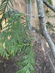 Thuja plicata