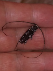 Elaphidion irroratum