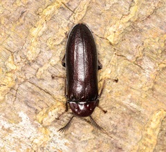 Callirhipis