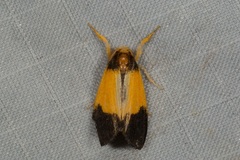 Somena aurantiacoides