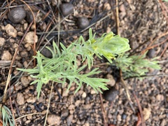 Castilleja lineata