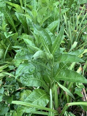 Verbesina alternifolia