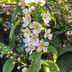Prunus padus