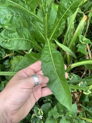 Verbesina alternifolia