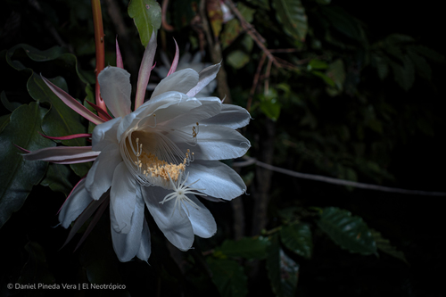 Epiphyllum oxypetalum