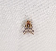 Borysthenes emarginatus