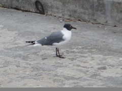 Leucophaeus atricilla