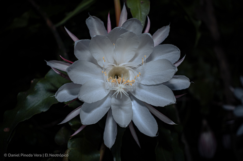 Epiphyllum oxypetalum
