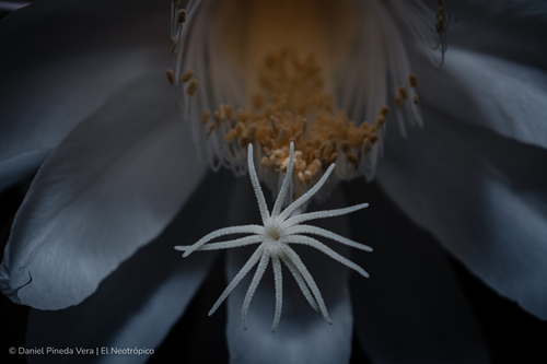 Epiphyllum oxypetalum