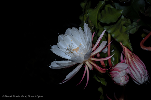 Epiphyllum oxypetalum