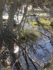 Carex virgata