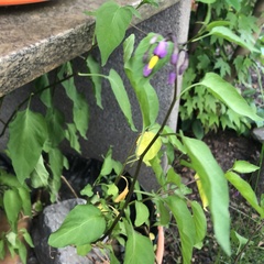 Solanum dulcamara
