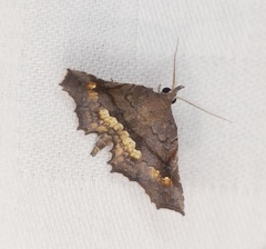 Throana pectinifer