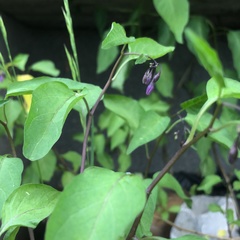 Solanum dulcamara