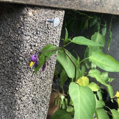 Solanum dulcamara
