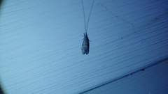Trichoptera