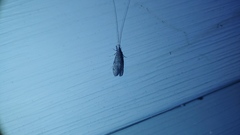 Trichoptera
