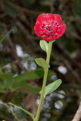 Cavendishia adenophora