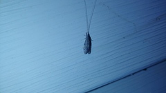 Trichoptera