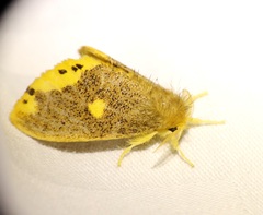 Euproctis quadrangularis