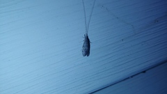 Trichoptera