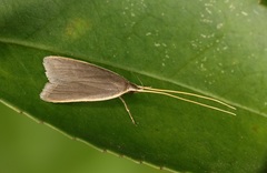 Homaloxestis multidentalis