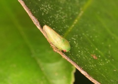 Hyalojassini