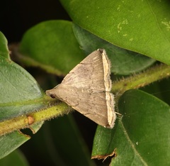 Lysimelia alstoni