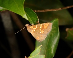 Saroba pustulifera
