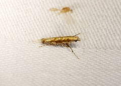 Stomphastis polygoni