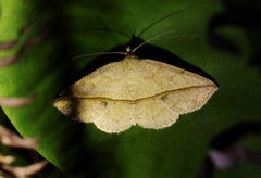 Ugia insuspecta
