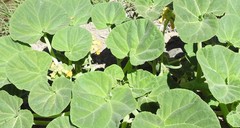 Ibicella lutea