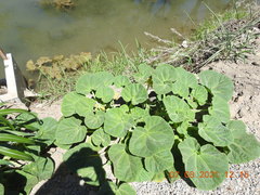 Ibicella lutea